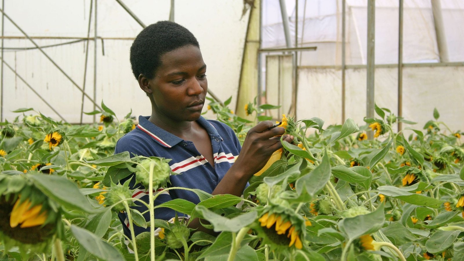 A horticultural worker inspecting a sunflower crop inside a greenhouse
