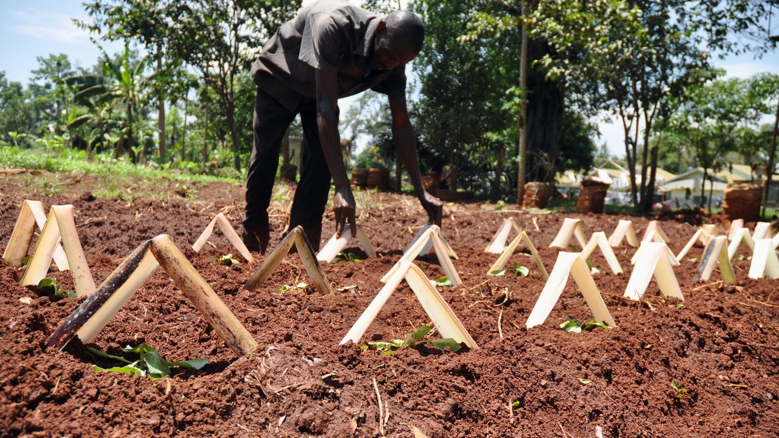 A grower planting seedlings into prepared beds beside young trees